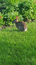 High angle view of squirrel on grass