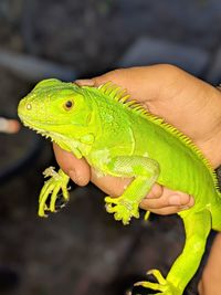 Close-up of a hand holding a lizard