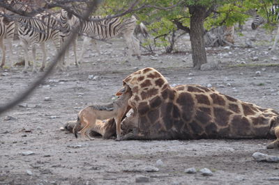 Close-up of giraffe standing in forest