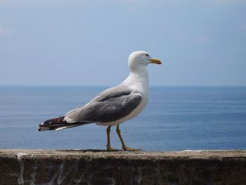 Seagull perching on retaining wall