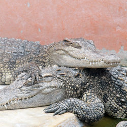 Close-up of a reptile