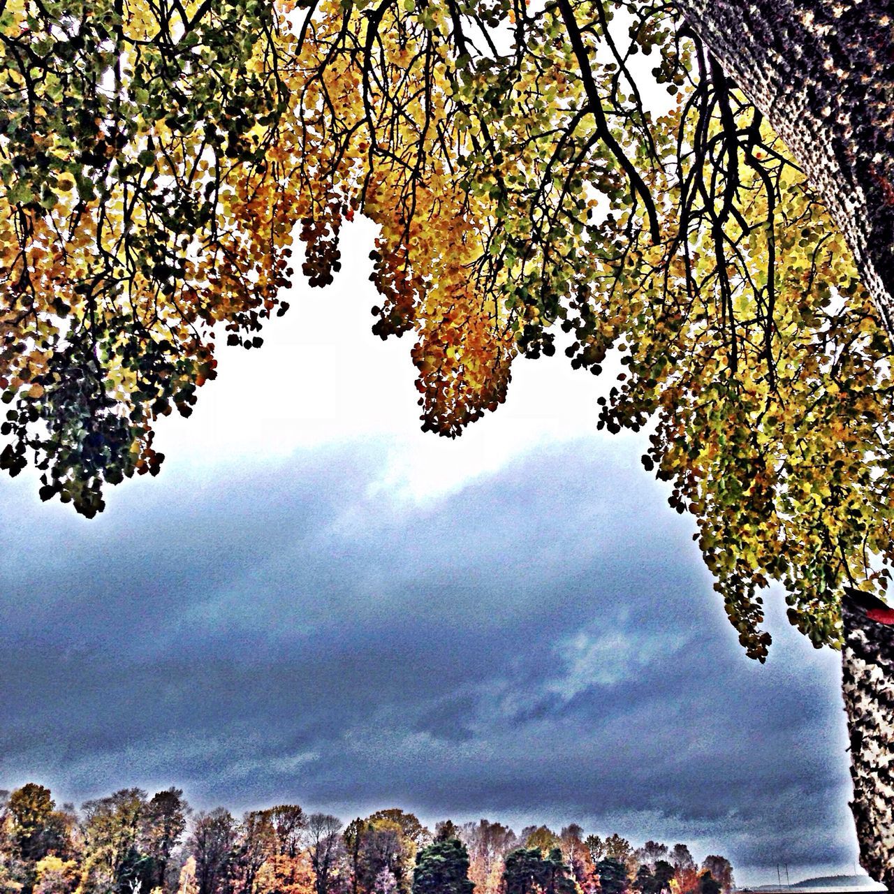 tree, sky, low angle view, branch, cloud - sky, beauty in nature, nature, season, tranquility, autumn, change, scenics, day, growth, built structure, leaf, tranquil scene, cloud, outdoors, architecture