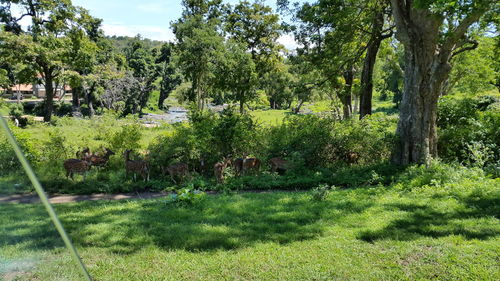 Trees growing on landscape