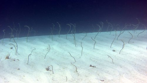 Fish swimming in sea