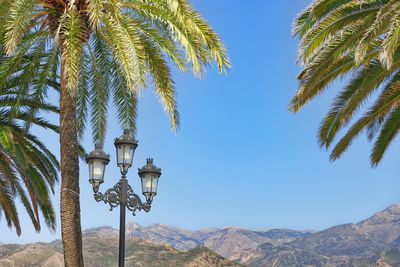 Low angle view of palm trees against blue sky