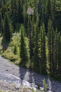 Pine trees in forest