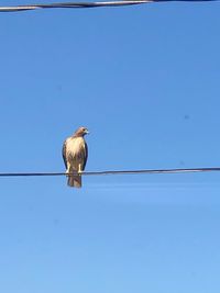 Low angle view of bird perching on cable against blue sky