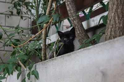 Portrait of a cat