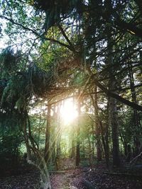 Sun shining through trees in forest