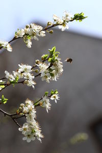 Close-up of bee pollinating flower