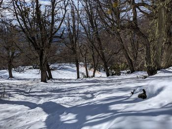 Bare trees on snow covered field