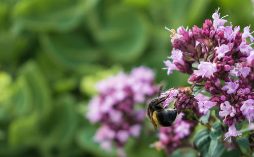 Close-up of bee on pink flowers