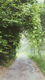 Footpath amidst trees