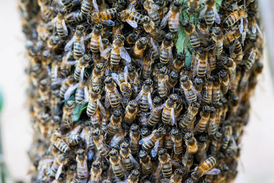 Close-up of bees