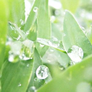 Close-up of water drops on leaf