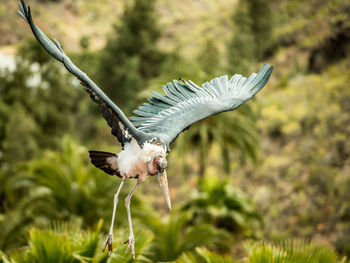 Close-up of bird flying