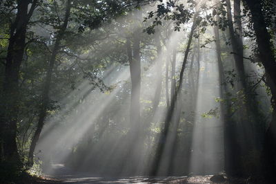 Trees in forest