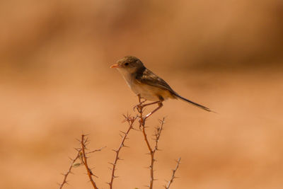 Close-up of bird perching on branch