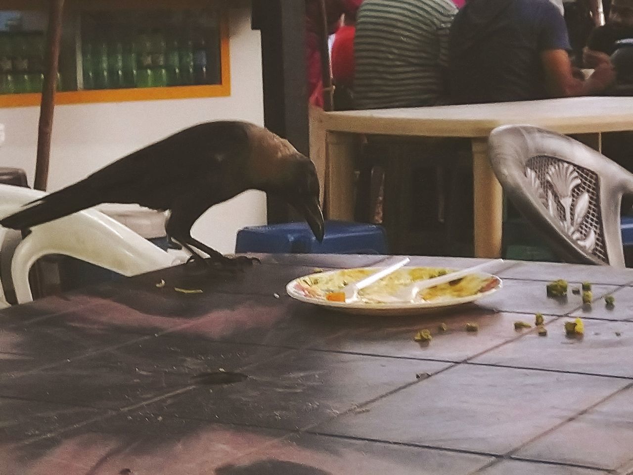 CAT SITTING ON TABLE