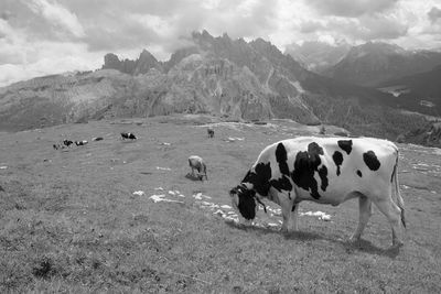 View of cows grazing on landscape