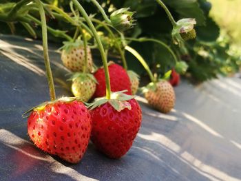 Close-up of strawberries