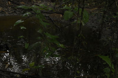 Plants and trees in forest at night