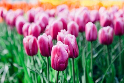 Close-up of pink tulips blooming in field