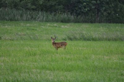 Deer on field