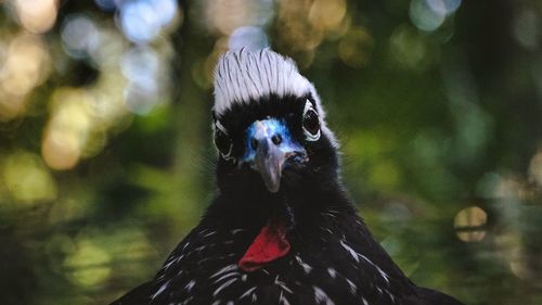 Close-up portrait of a bird