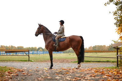 Horse standing on field