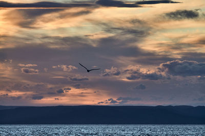 Bird flying over sea against sky