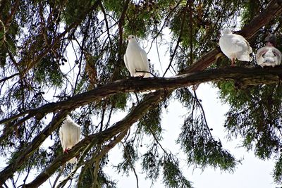 Low angle view of bird perching on branch