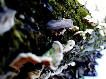 Close-up of mushroom growing on rock