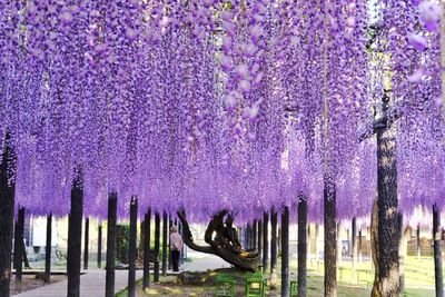 Wisteria flowers growing at park