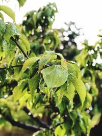 Close-up of wet plant leaves