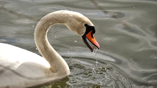 Close-up of swan dabbling and swimming on lake