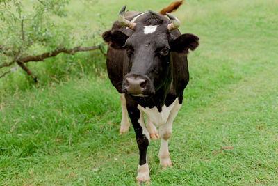 Cow in a grass