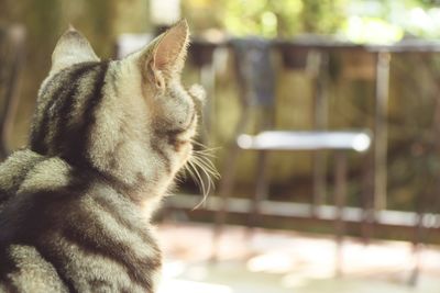 Close-up of cat outdoors