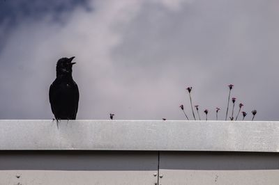 Low angle view of birds perching on roof