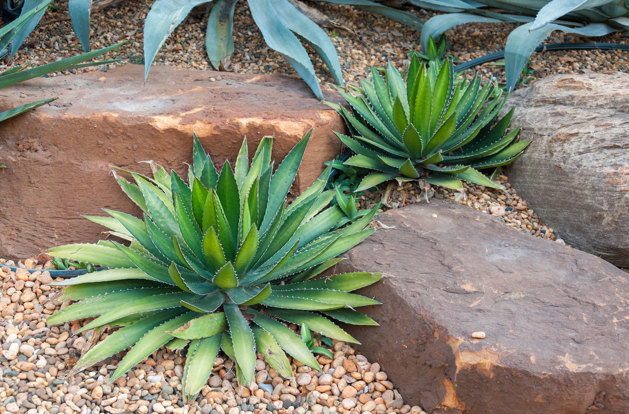 HIGH ANGLE VIEW OF SUCCULENT PLANT GROWING IN FIELD