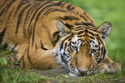 Close-up of tiger