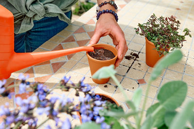 Woman sowing medicinal or aromatic herbs in clay pot on balcony. home planting and food growing.