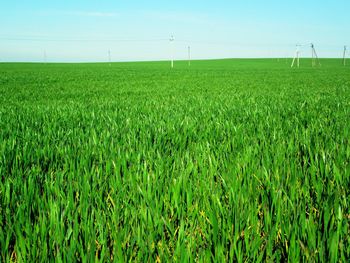 Scenic view of grassy field