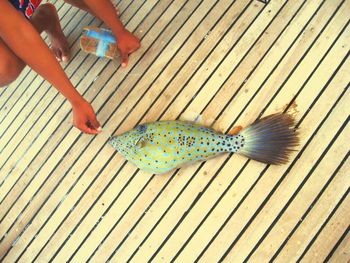fish