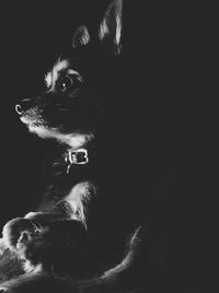 Close-up of dog