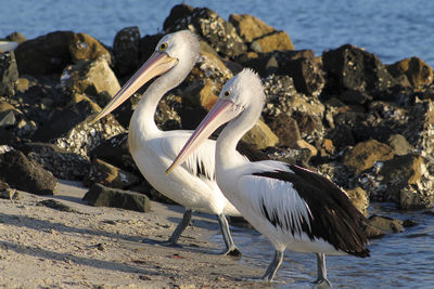 View of birds on rock at beach