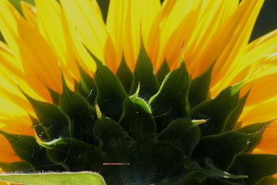 Close-up of yellow flowers