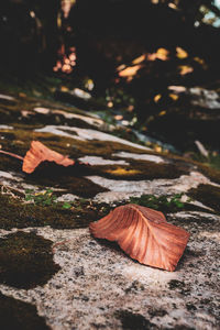 Close-up of autumn leaves on rock