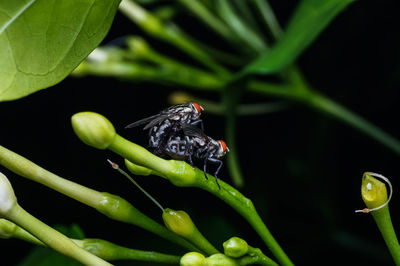 Close-up of two insects