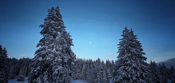 Low angle view of pine trees against sky during winter